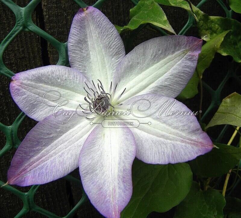 Клематис крупноцветковый Утопия (clematis) 🌿 Утопия обзор ...