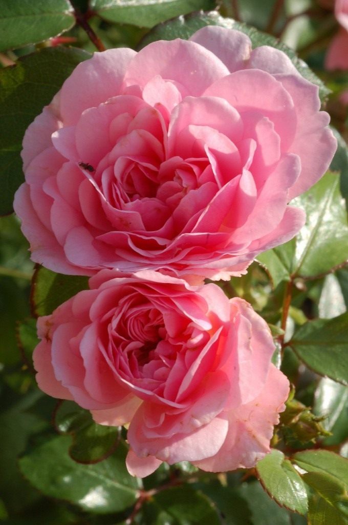 Imperial Rose ...