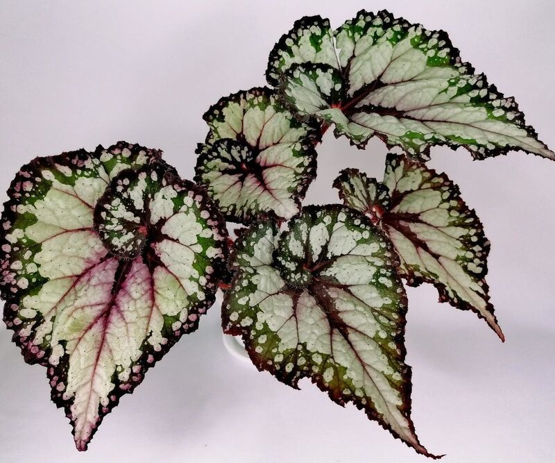 Jual Tanaman Begonia Rex Hybrid (helen teupel) - Kab. Bandung ...