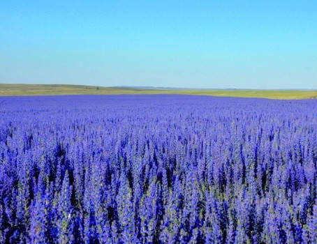 Синяк обыкновенный / Echium vulgare ...