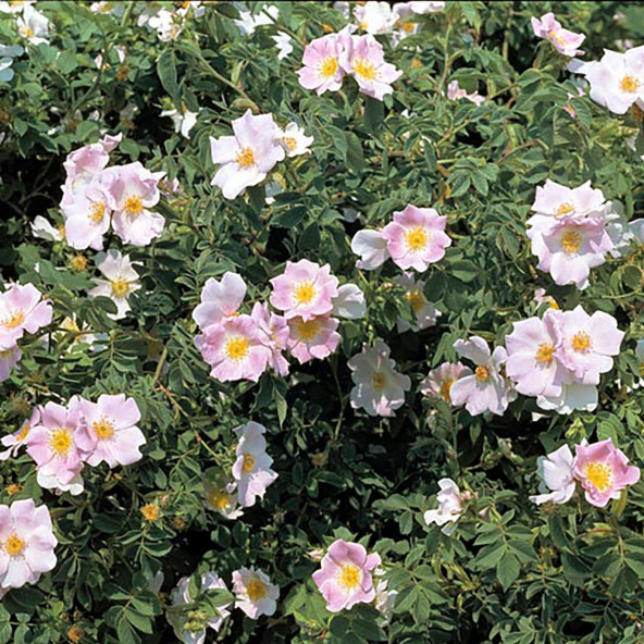 ROSA CANINA