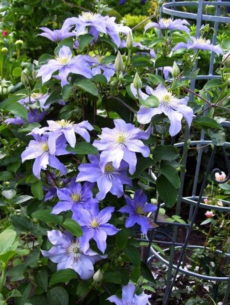 Клематис Джуста и его компаньоны‼️ Clematis Justa ...