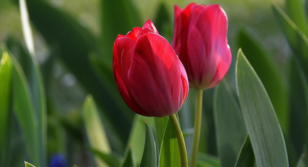 Купить тюльпан spring green (спринг грин) Цена, фото ...