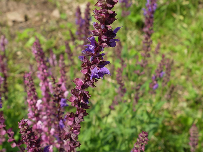 Сальвия verticillata Purple Rain - Цены ...