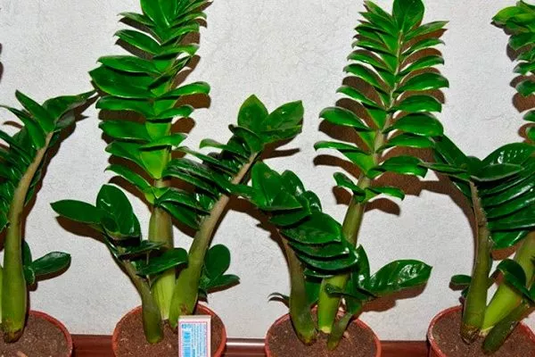 Замиокулькас Зензи (Zamioculcas Zenzi) D14см - купить в Exotica