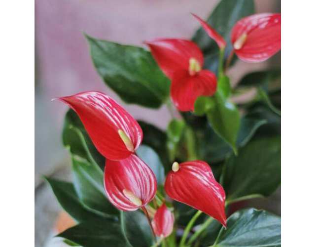 Антуриум Андреанум Майн (Anthurium andreanum Maine ...