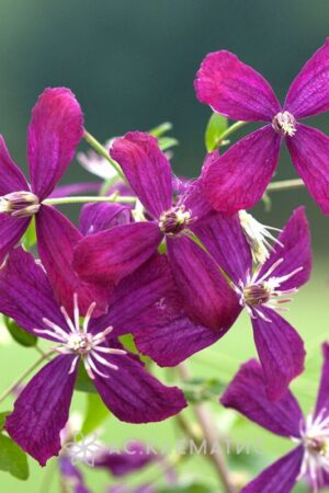 Clematis Stasik: описание на сорта ...