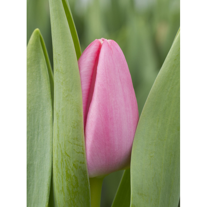 Tulipa Sissi (5) - FloraXchange