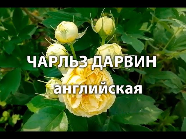 Саженцы роз Charles Darwin (Чарльз ...