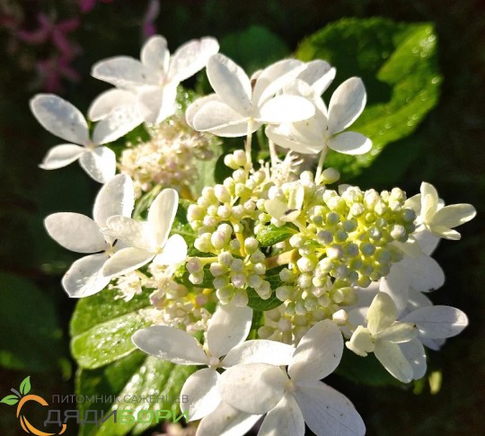 Метельчатые : Hydrangea pan.Petite Star-Гортензия метельчатая ...