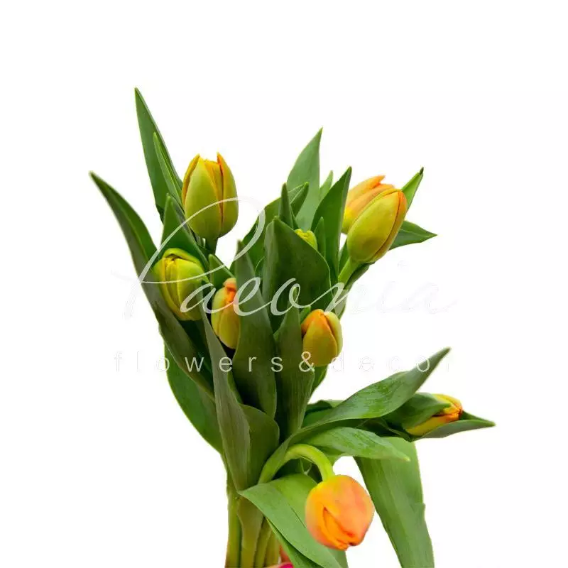 Tulipa Icoon - Tulip... stock photo by ...