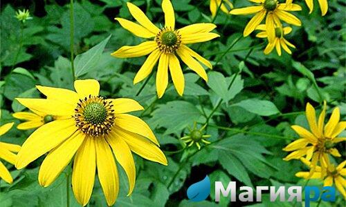 MDDR - 🌼Рудбекия рассечённая 'Золотой Шар'. 🌼Rudbeckia ...