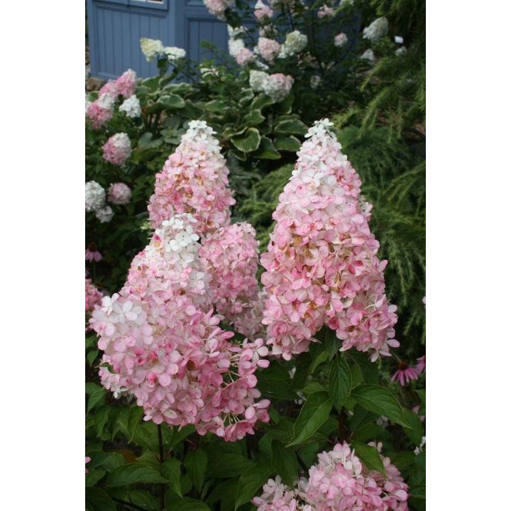 Hydrangea Paniculata PINK LADY