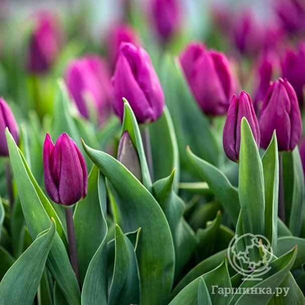 Tulip Purple Prince