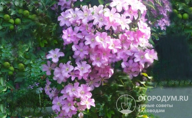 Клематис гибридный Комтесс де Бушо (Clematis hybriden ...