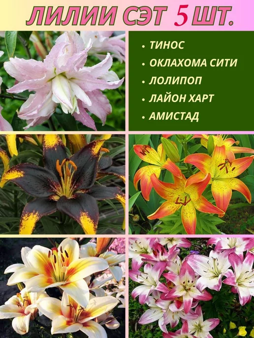 Лилия Red Carpet (Lilium Red Carpet). Фото на сайте 