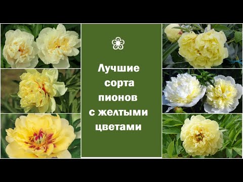 Что такое ИТО гибриды. Желтые пионы