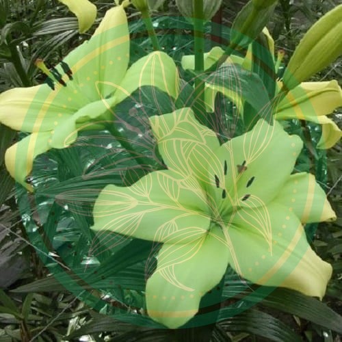 Ľalia - Lilium x hybridum Trebbiano, kvety | Zahrada-sk.com