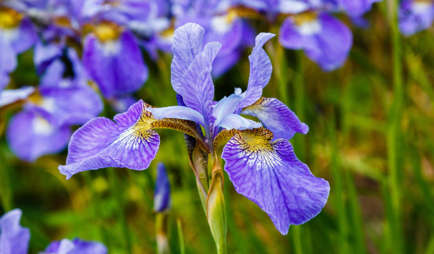 Blue Iris Flower In Bloom Iris ...