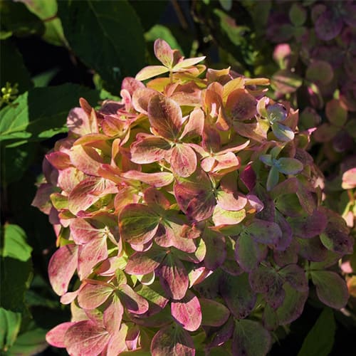 Hydrangea Living ...