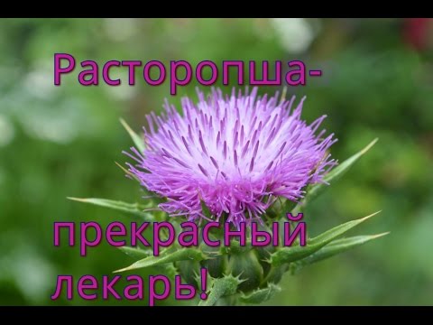 Расторопша: польза и вред для здоровья мужчин, женщин, детей