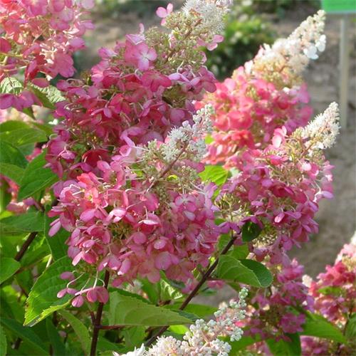 Hydrangea paniculata 'Pink Diamond'