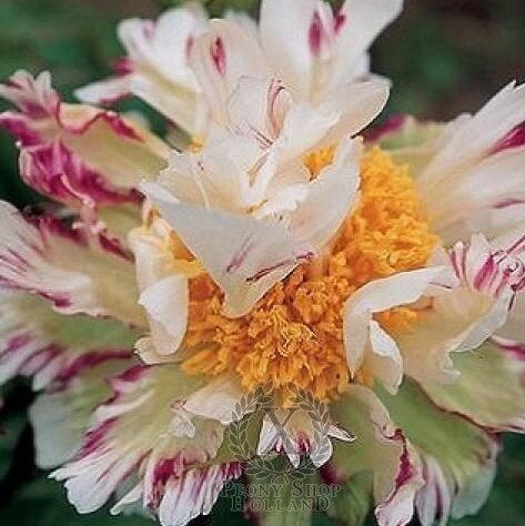 Buy Paeonia Lactiflora 'Circus circus' Double Peony — Mr ...