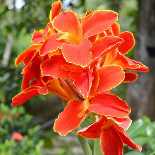 Канна культурная, гибридная (Canna generalis) — путеводитель ...