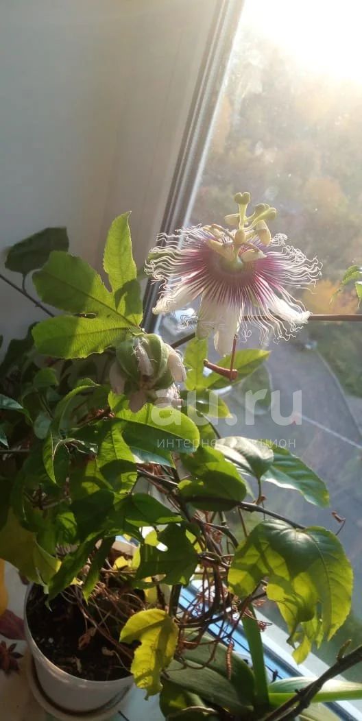 Семена пассифлоры «Кавалерская звезда» / Passiflora caerulea ...