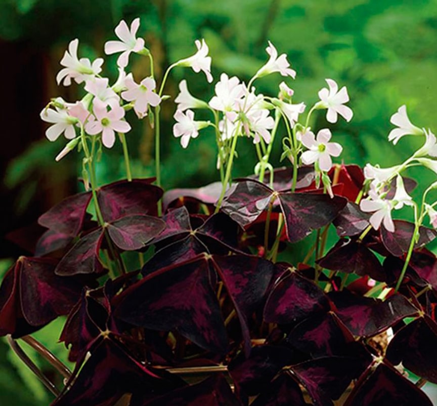 Кислица деппа (Oxalis deppei, Oxalis Tetraphylla) 