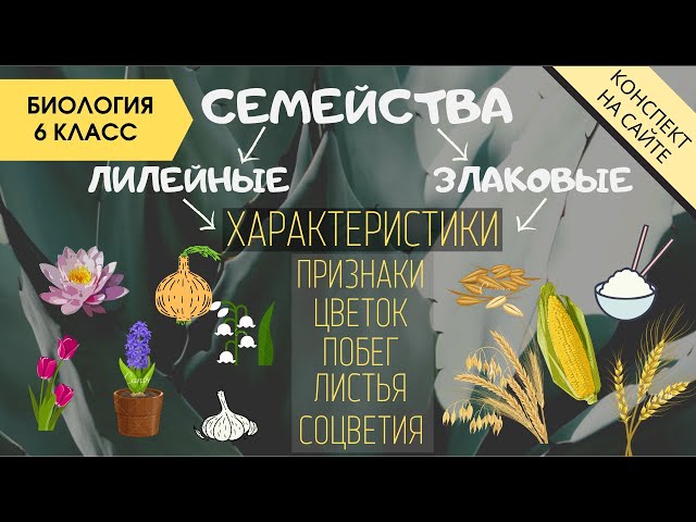 Урок биологии в 6-м классе по теме ...