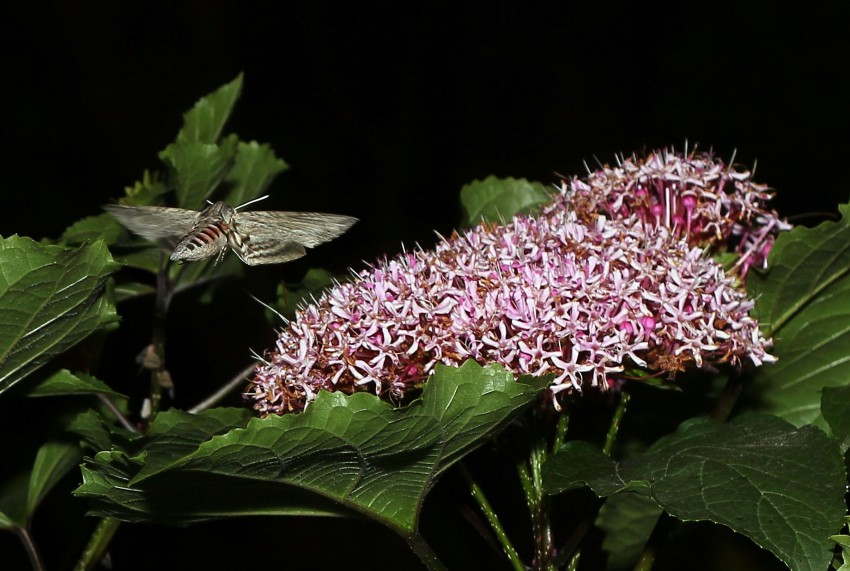 Papilio ramanzovia ...