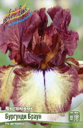 Ирис карликовый Демон (Iris pumila Demon) 2л цена 450 ₽/ед ...