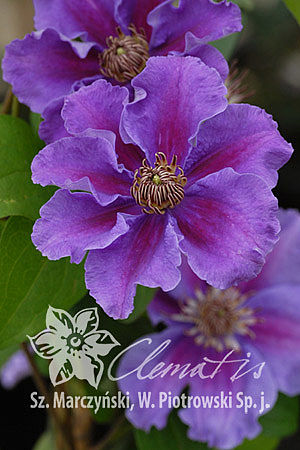 Ashva Clematis | Large–Flowered Clematis | Spring Hill ...