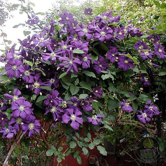 Клематис Этуаль Виолет / Clematis Etoile Violette - Клематисы ...