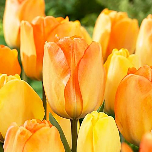 Tulipa (dea) 'Dreamer' Bol cm 100 Stuks