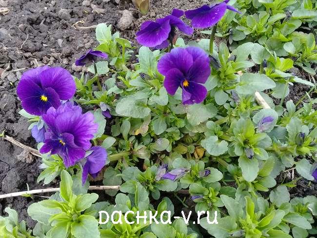 Фиалка трехцветная (лат. Viola tricolor), или анютины глазки ...