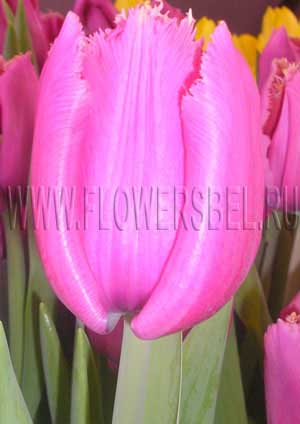 Tulipa Louvre – Jack the Grower