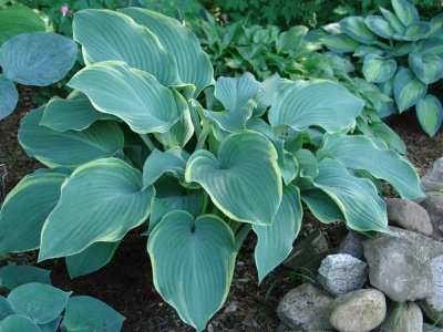 Хоста Регал Сплендор (Hosta Regal Splendour) купить в Санкт ...