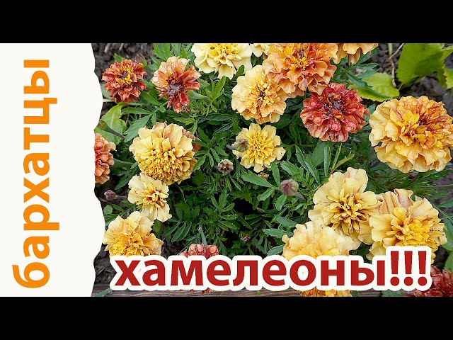 семена цветов купить в минске