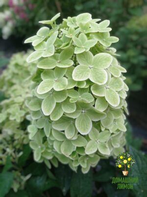 Гортензия метельчатая Литл Пешн (Hydrangea paniculata Little ...