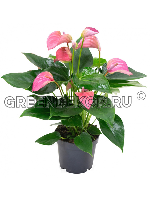 Антуриум джоли пич Anthurium joli peach ...