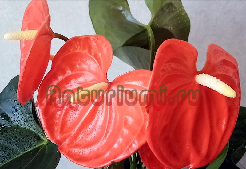 Anthurium Orange Champion