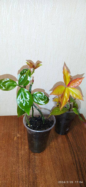 Pereskia aculeata