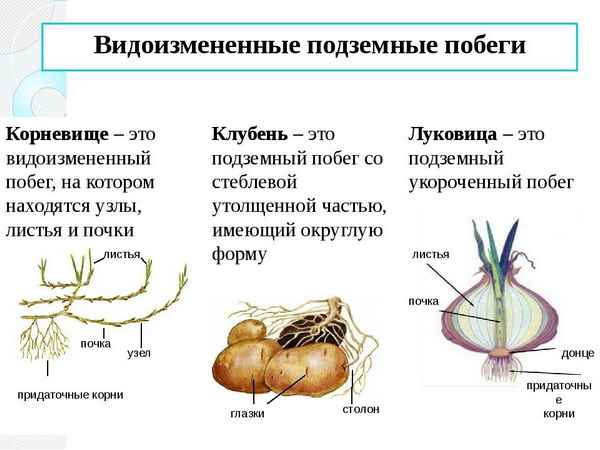 Видоизменения побегов, стеблей и листьев