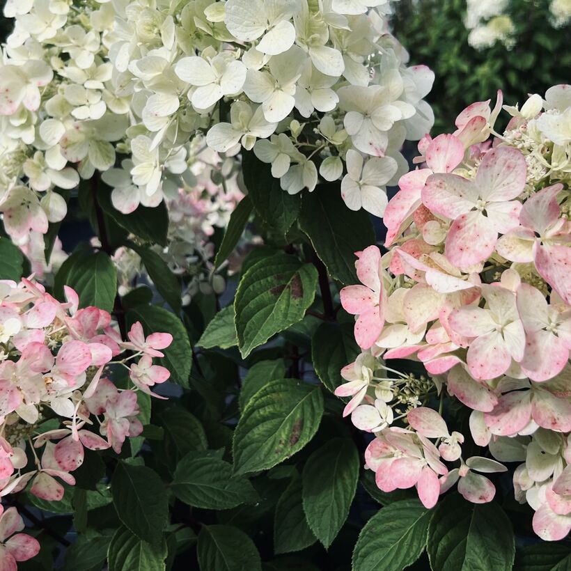 Гортензия метельчатая Даймонд Руж (Hydrangea paniculata ...