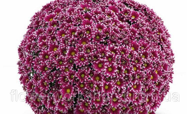 Хризантема Канако Голд Chrysanthemum multiflora Canaco Gold ...