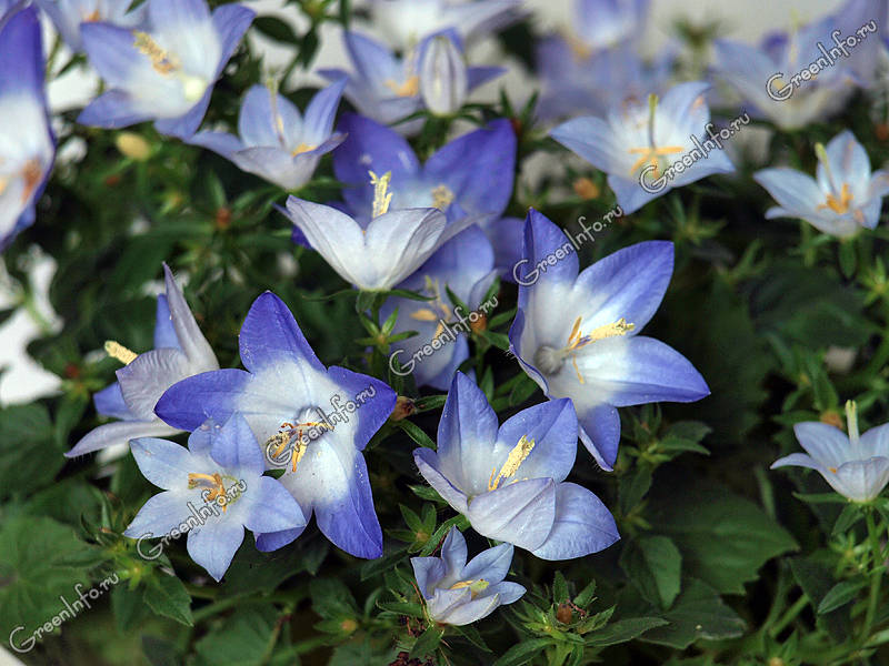 Колокольчик равнолистный (Campanula isophylla) Бытовое ...