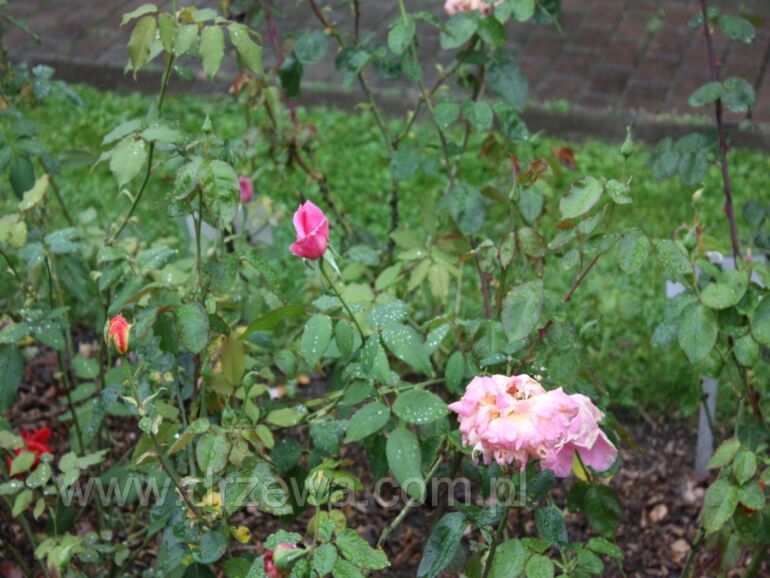 Hibiscus syriacus First Editions® Tahiti™ (Rose of Sharon)