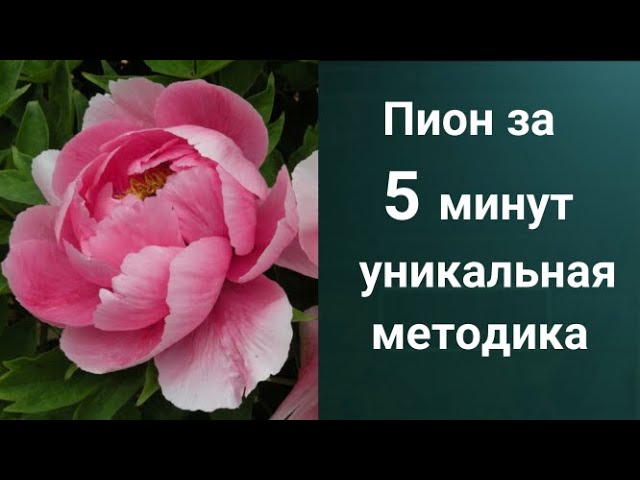 Почему не цветут пионы: основные причины